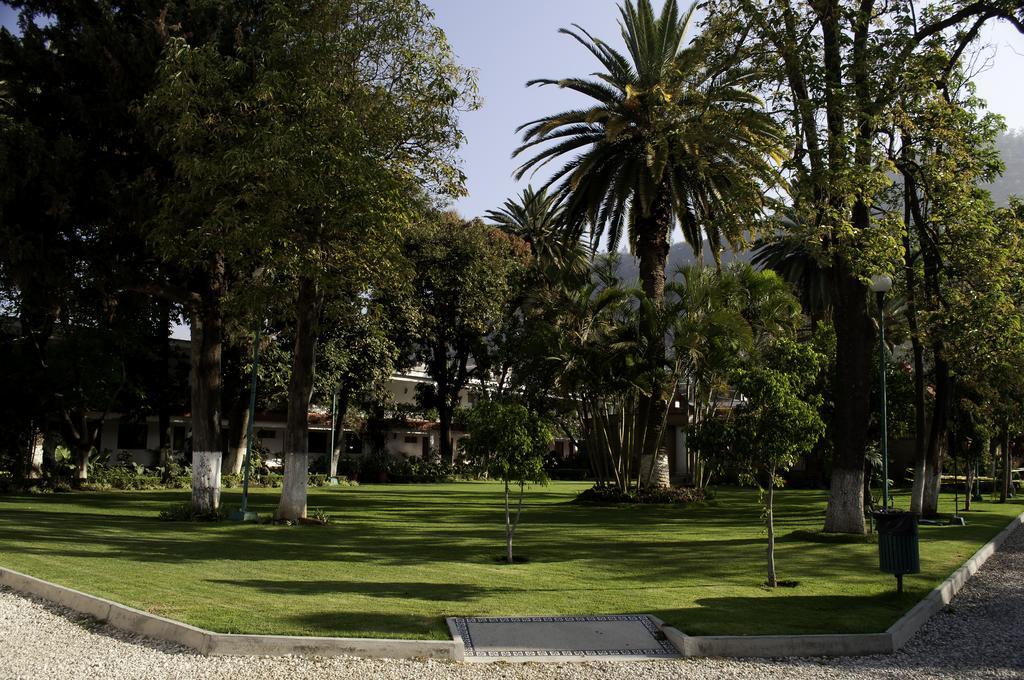 Olivos Oaxaca