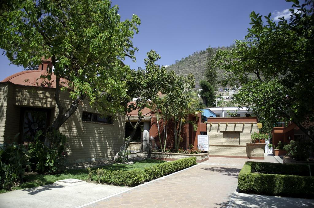 Olivos Oaxaca